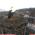 11_45-nest.jpg