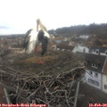 11_50-nest.jpg