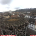 12_10-nest.jpg