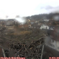 12_35-nest.jpg