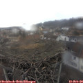 12_50-nest.jpg