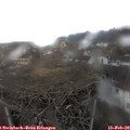 13_00-nest.jpg