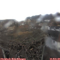 13_05-nest.jpg