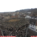 13_30-nest.jpg