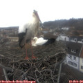 13_35-nest.jpg