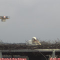 14_00-mast.jpg
