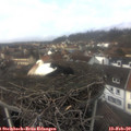 14_00-nest.jpg