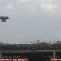 15_15-mast.jpg