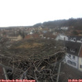 15_50-nest.jpg