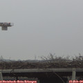 16_00-mast.jpg