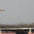 16_15-mast.jpg