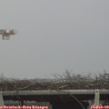 16_20-mast.jpg