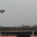 16_30-mast.jpg
