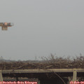 17_00-mast.jpg