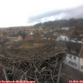 17_00-nest.jpg