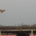 17_05-mast.jpg