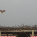 17_10-mast.jpg