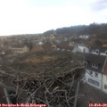 17_10-nest.jpg