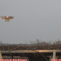 17_20-mast.jpg