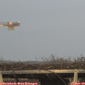 17_25-mast.jpg