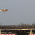 17_30-mast.jpg