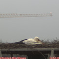 07_45-mast.jpg