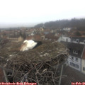07_50-nest.jpg