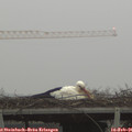 07_55-mast.jpg