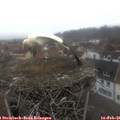 07_55-nest.jpg