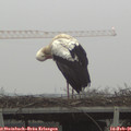 08_00-mast.jpg