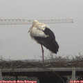 08_05-mast.jpg