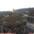 08_10-nest.jpg