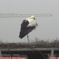 08_20-mast.jpg