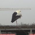08_30-mast.jpg