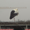 08_35-mast.jpg