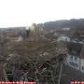 08_40-nest.jpg