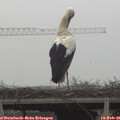 08_45-mast.jpg