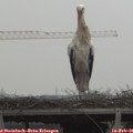 08_50-mast.jpg