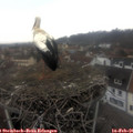 08_50-nest.jpg