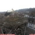 09_20-nest.jpg