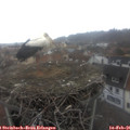 09_25-nest.jpg