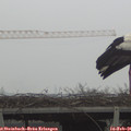 09_45-mast.jpg