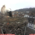 09_50-nest.jpg