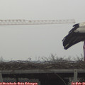 09_55-mast.jpg