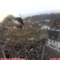 10_00-nest.jpg
