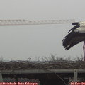 10_05-mast.jpg