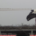 10_15-mast.jpg