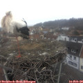 10_15-nest.jpg