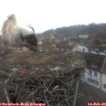 10_20-nest.jpg