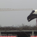 10_30-mast.jpg
